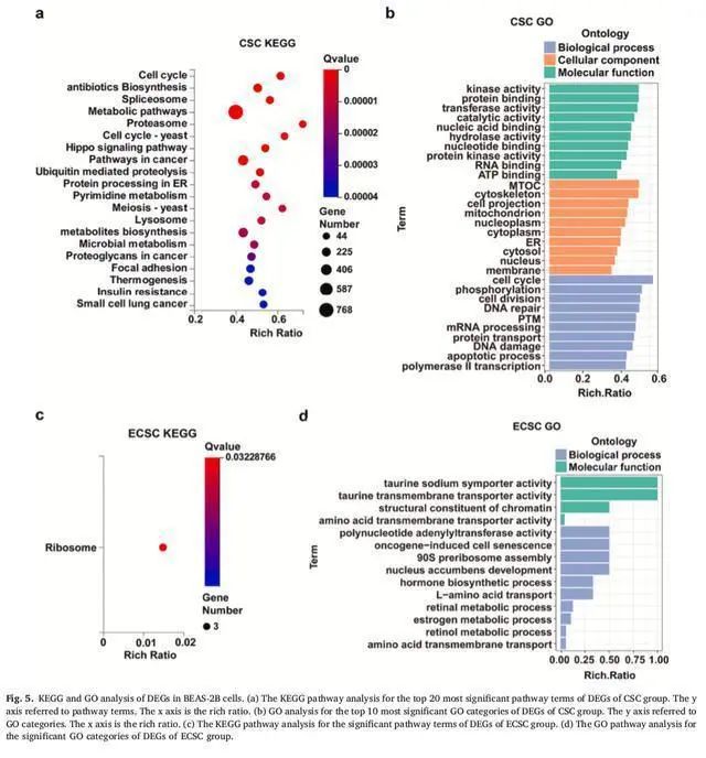 悦刻科学团队又一篇SCI论文发表，从细胞水平验证电子烟减害潜力