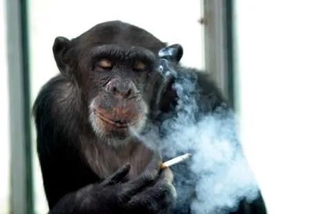 另类中国制造：烟民、悦刻、华强北、宁德时代和黑猩猩