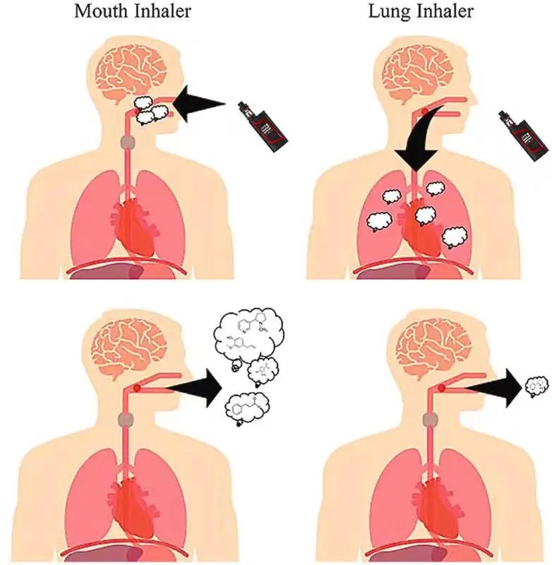 电子烟口感探秘之气溶胶篇（三）：气溶胶运动、沉积特点与感官体验