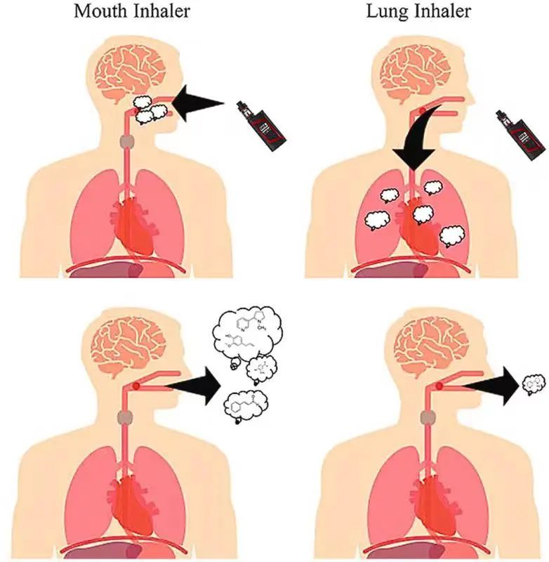 Secrets of Electronic Cigarette Flavor: The Aerosol Chapter (Part Three): Movement, Deposition Characteristics of Aerosols and Sensory Experience