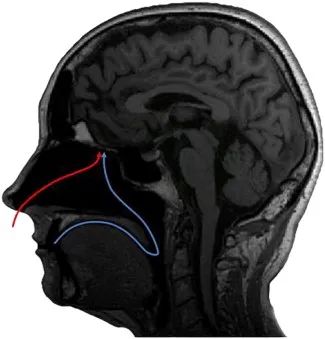 Electronic Cigarette Sensory Evaluation Guide (Part 2): Odor Perception and Olfactory Fatigue