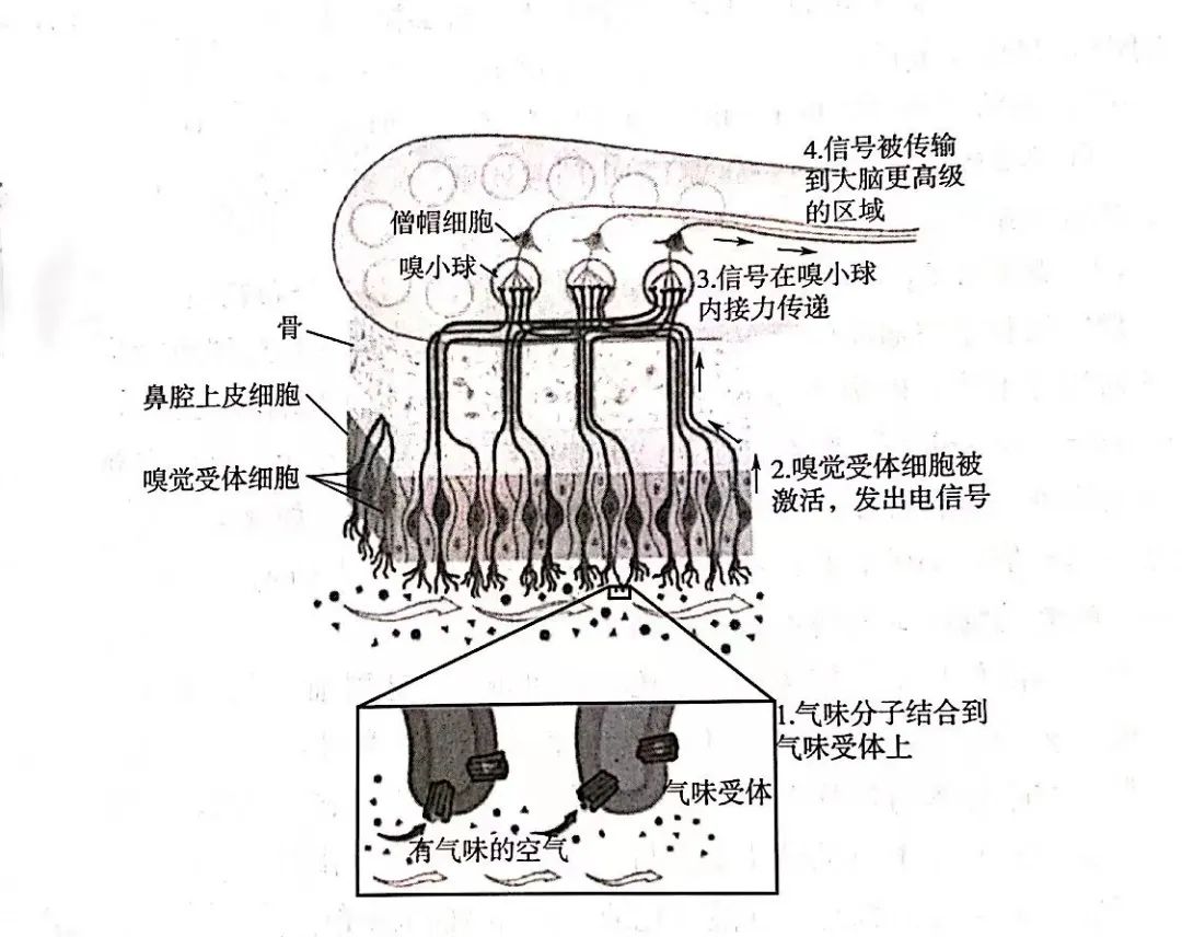 电子烟感官评价指南（二）：气味感知与嗅觉疲劳